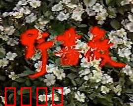 野蔷薇：母爱无声救赎